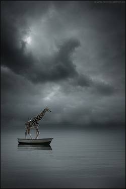 artsandletters:  Giraffes, contrary to popular opinion, are excellent sailors. eirenemarie:  Desperation: Photo by Photographer Morten Bull - photo.net  