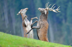 allcreatures:  A doe and a stag fight during the rutting season