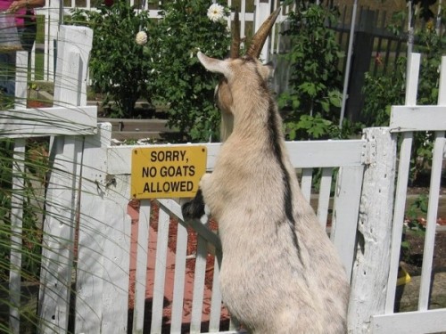 iheartchaos:  READ THE SIGN YOU FUCKING GOAT. 