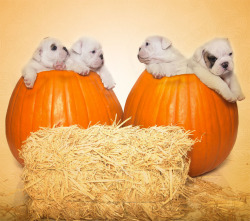 fuckyeahdogs:  Pumpkins and Puppies  THIS PHOTOSHOOT IS TOO CUTE.
