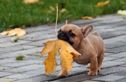 agentmlovestacos:  I nominate this lil’ guy as the new official mascot of Autumn. 