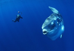 shhhhjustcome:  soltis:   Despite their size, ocean sunfish are