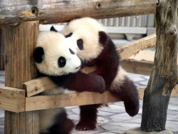 camz1002:  sirjoshizzle:  mickey-d:  Panda love: They’re sweet