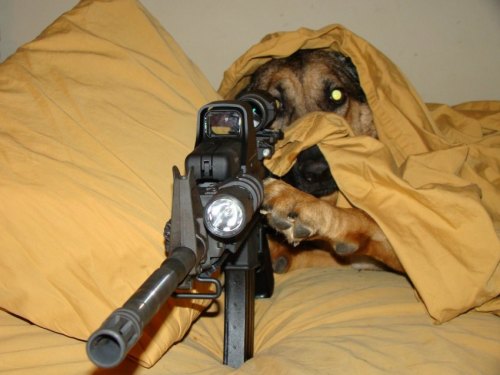 iheartchaos:  How many goofy “war between cats and dogs” jokes can you come up with? I refuse to play this game. 