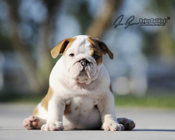 fuckyeahbulldog:  _DSC5447 (by Rojasbulldogs)  PLOP!BULLDOG.