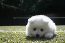 cute dog blog