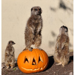 allcreatures:  Meerkats Scar, Tizzy and Pardon get into the Halloween