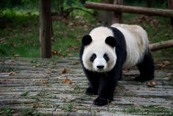 fuckyeahgiantpanda:  Pixiu at the Chengdu Panda Base in China
