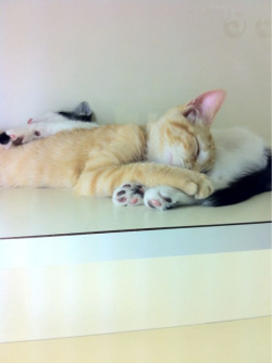 Oh, and we found these adorable kittens in the pet store. :3