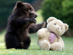 people-should-smile-more:  A teddy bear is no match for this