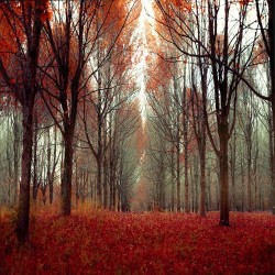 aartpixie:  Here there be dragons red maple forest scarlet by
