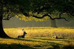 jingc:  A deer rests in autumn sunshine at Dunham Massey, a National