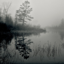 black-and-white:  The Mist (by 5-Points) 