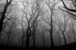 black-and-white:  woodland mist (by cjb22) 