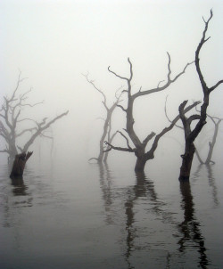 redoverwhite:  Swamp of Sadness (by ALXMAC) 
