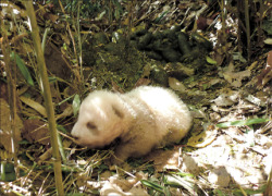 fuckyeahgiantpanda:  November 12, 2009 - A brown-and-white giant