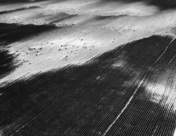 DustBowl Unfurrowed land blown across farm, killing winter wheat