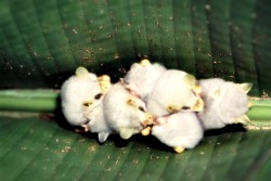 catbountry:  futuresushi:  honduran white bats in a cuddle pile