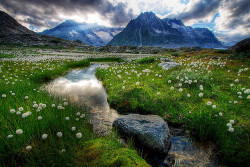 arianakitty:  Marjelsee and Cottongrass (by Sam Cotton) 