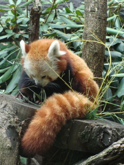 omg why are red pandas socute:3