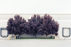 Loading Dock with Trees photo by J. Bennett Fitts, industrial