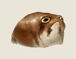 sonicgirl21:  shananon:  ribbit  FAT FROGS WHY YOU SO CUTE  gpoy