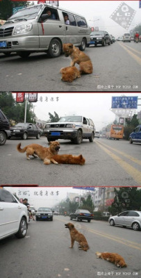  Um cachorro no meio da rua, tenta acordar seu amigo que está