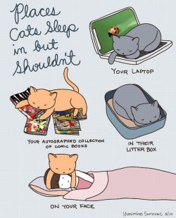 caturday:  Places cats sleep in but shouldn’t 