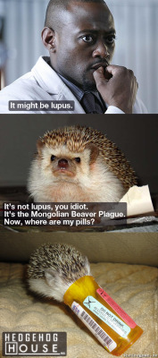 sofapizza:  thefrogman:  Om nom Vicodin.   hedgehog you’re