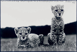 orphaned cheetahs photo by Peter Beard,The End of the Game series,