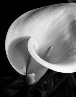 -androgynousmind:  Calla by Imogen Cunningham, 1925 