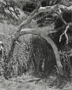 Child and the Unknown photo by Wynn Bullock, 1956