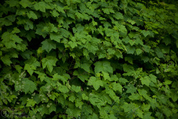 Canaan Valley, West Virginia, 2009  Comments/Questions?