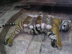 justinmyteenagedream:  A tiger mother lost her cubs from premature