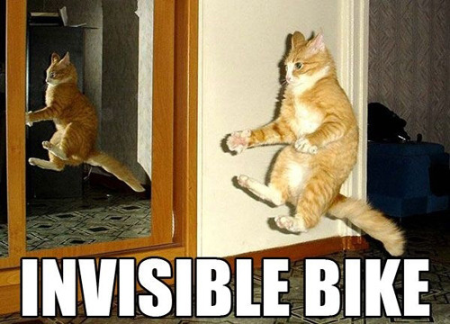 Best of " Invisible" Cat