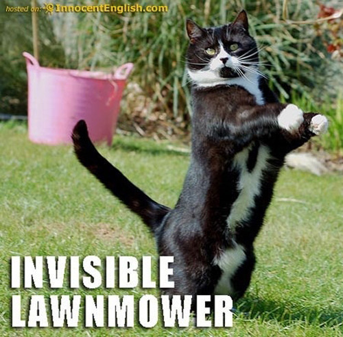 Best of " Invisible" Cat