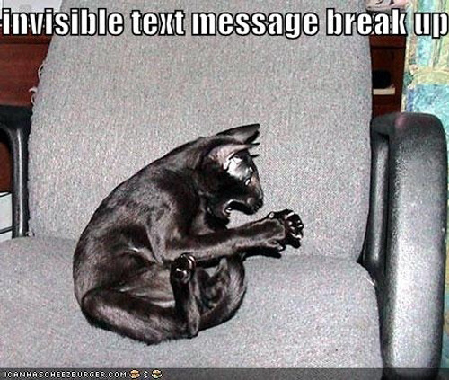 Best of " Invisible" Cat