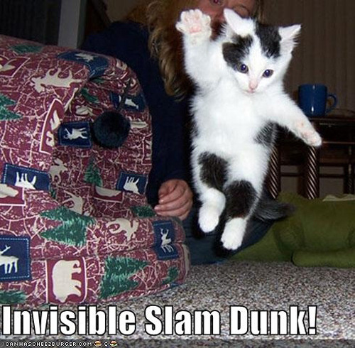 Best of " Invisible" Cat