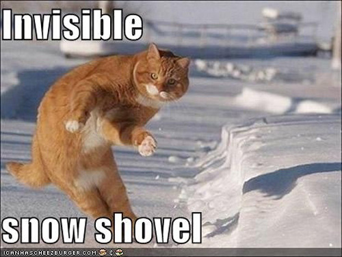 Best of " Invisible" Cat