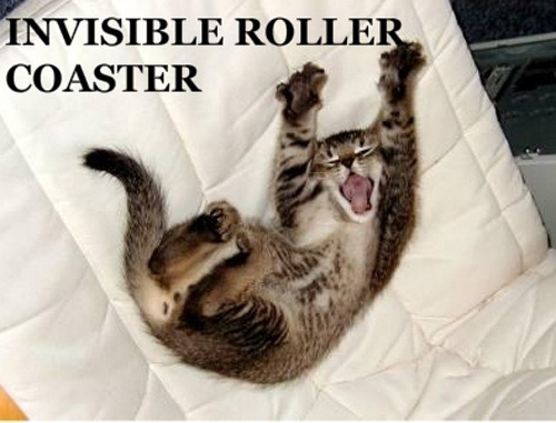 Best of " Invisible" Cat