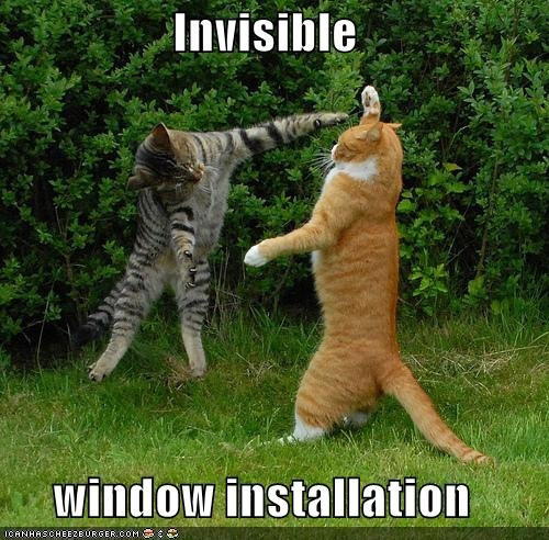 Best of " Invisible" Cat