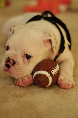 fuckyeahbulldog:  Keep your paws off my football!!! (by Sae Ro)