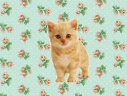 saraladeeda:  kittysuperstar:  aw   !!!!!!!!!!!!!!!!!! 