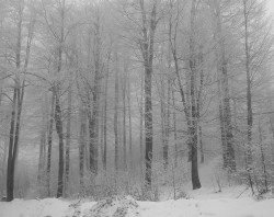 laudanumandarsenic:  outofnature:white forest (by Irina) 
