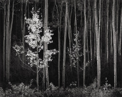 Aspens, Northern New Mexico photo by Ansel Adams, 1958  | 