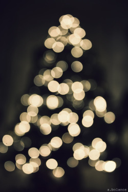 fuckyeahstreetlights:  christmas tree, oh christmas tree… submitted