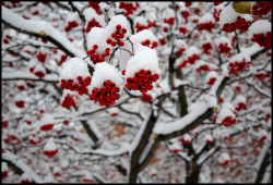 lascatola20:  winterberryscape (by Andy Marfia) 