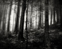 Forest photo by Luis Filipe Franco