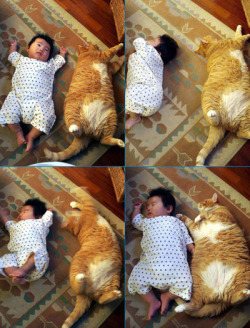 I LOVE ASIAN BABIES AND CATS OMG why is this so cute??