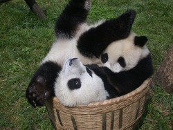 fuckyeahgiantpanda:  Two panda cubs playing in a basket. © L.